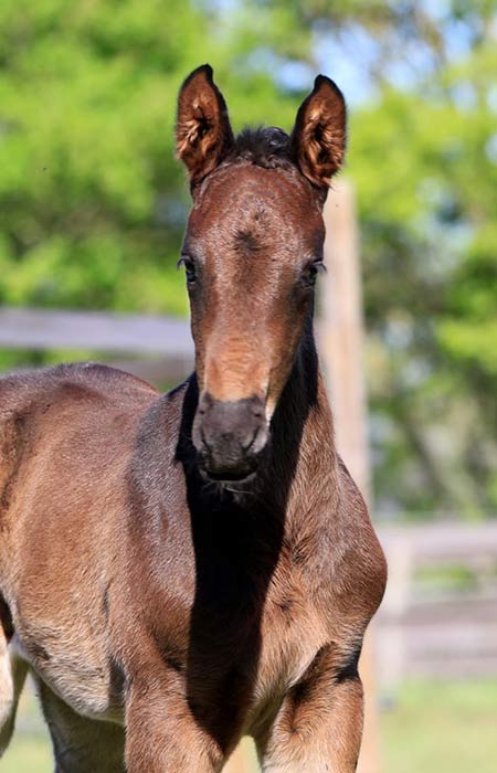 foal_ultimate_joh_z_00