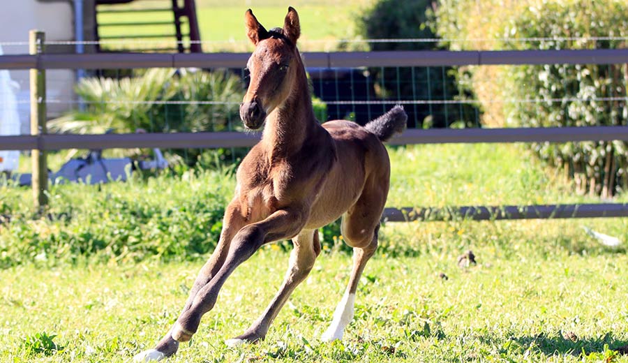 foal_ultimate_joh_z_01