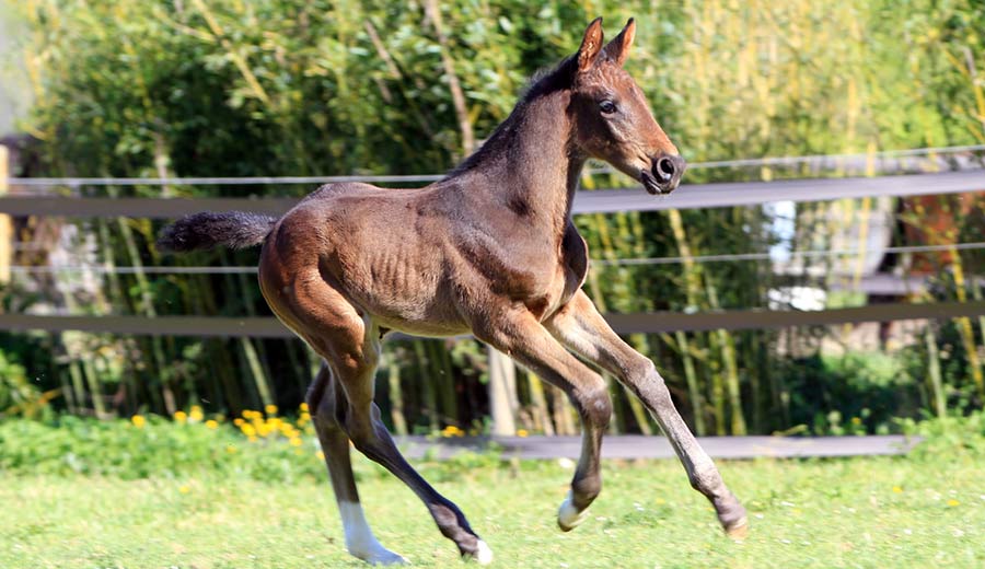 foal_ultimate_joh_z_02