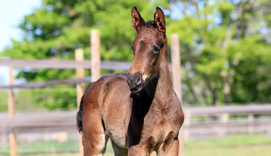 foal_ultimate_joh_z_03